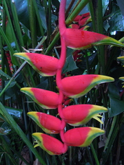 Heliconia rostrata image