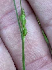 Carex digitalis