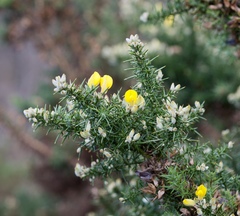 Ulex europaeus