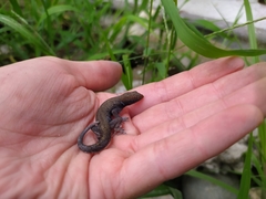 Gonatodes albogularis albogularis