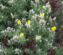 Ulex europaeus