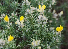 Ulex europaeus