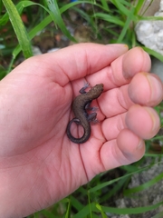 Gonatodes albogularis albogularis