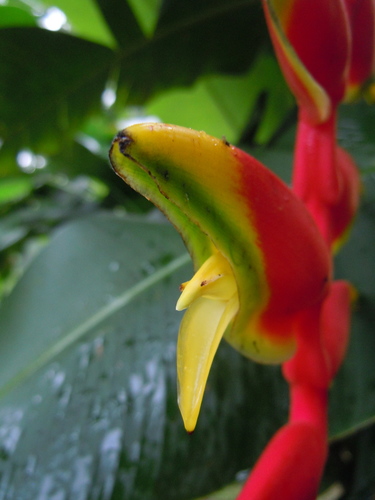 Heliconia image