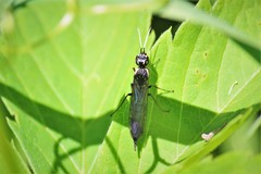 Xiphydria maculata