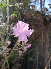 Fridericia platyphylla