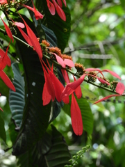 Warszewiczia coccinea