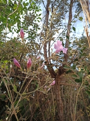 Fridericia platyphylla