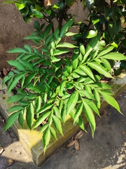 Amorphophallus kiusianus