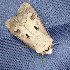 Agrotis exclamationis