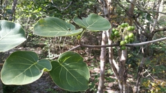 Schizenterospermum rotundifolium