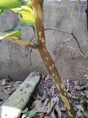 Amorphophallus kiusianus