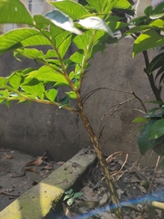 Amorphophallus kiusianus