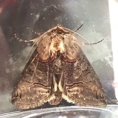 Abrostola tripartita