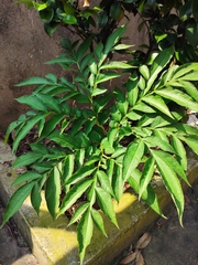 Amorphophallus kiusianus