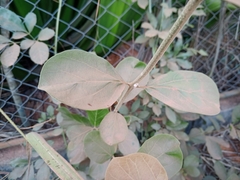 Fridericia platyphylla