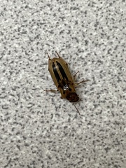 Agonoderus