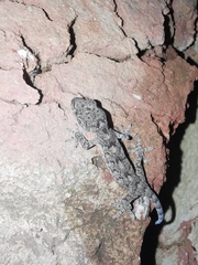 Gekko chinensis