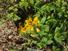 Lysimachia congestiflora