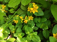Lysimachia congestiflora