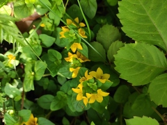 Lysimachia congestiflora