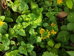 Lysimachia congestiflora