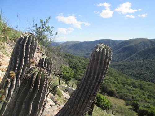 Image of Euphorbia horrida by (c) Nolan Exe, some rights reserved (CC BY)