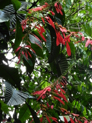 Warszewiczia coccinea
