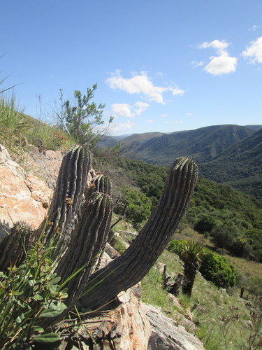 African milk barrel (Euphorbia horrida)