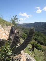 Euphorbia horrida