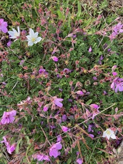 Erodium paularense