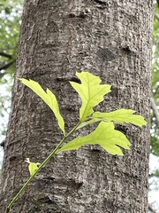 Quercus nigra