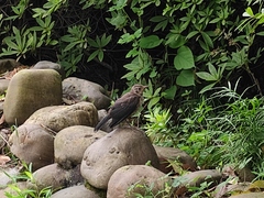 Turdus mandarinus