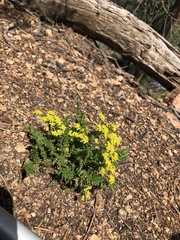 Cymopterus anisatus