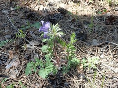 Pulsatilla ambigua