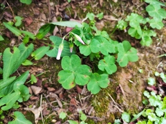 Oxalis debilis
