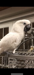Cacatua alba
