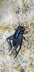 Loxoblemmus