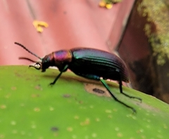 Strongylium auratum