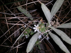 Scaevola canescens