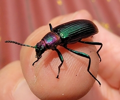 Strongylium auratum