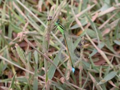 Ischnura saharensis