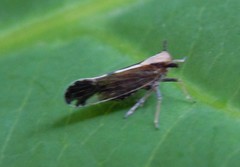 Perkinsiella