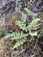 Woodsia oregana