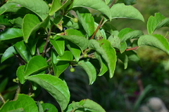 Ilex kusanoi