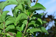 Ilex kusanoi