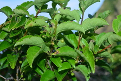 Ilex kusanoi