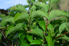 Ilex kusanoi