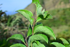 Ilex kusanoi