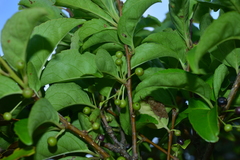 Ilex kusanoi